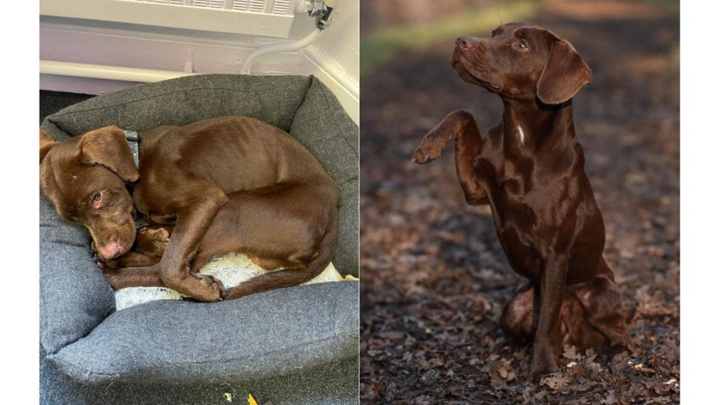 Dog photos showing health transformation